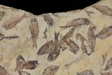 35" Fossil Fish (Gosiutichthys) Mortality Plate - Lake Gosiute - #130103-4